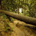 hutan-malaysia20