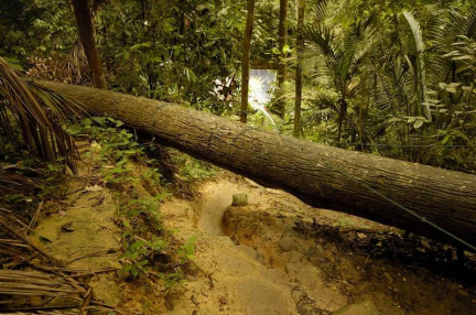 hutan-malaysia20