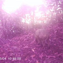Kamera binatang di hutan