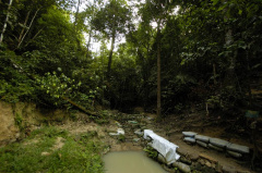 hutan-malaysia18