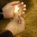 hutan-malaysia24