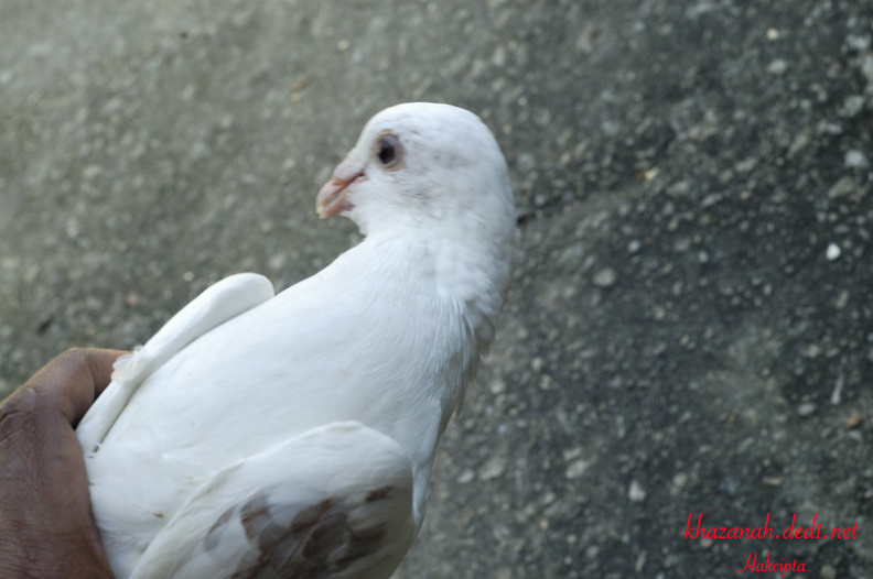 merpati-lumba-putih-009-irfan3.jpeg