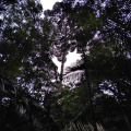hutan4