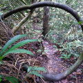 hutan5