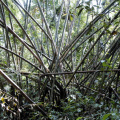hutan-simpan-raub11