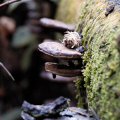 hutan-simpan-raub13