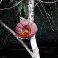 hutan-simpan-raub33