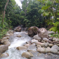 hutan-simpan-raub54