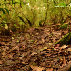 Jelajah hutan berlumut -- Bukit Batu Karang