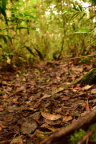 Jelajah hutan berlumut -- Bukit Batu Karang